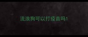 流浪狗可以打疫苗吗