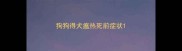 狗狗得犬瘟热死前症状