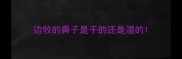 边牧的鼻子是干的还是湿的