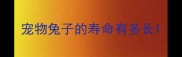 宠物兔子的寿命有多长