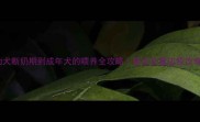 边牧幼犬断奶期到成年犬的喂养全攻略新手必看边牧饮食指南