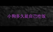 小狗多久能自己吃饭