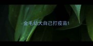 金毛幼犬自己打疫苗