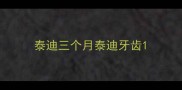 泰迪三个月泰迪牙齿