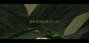 猫咪发情乱尿怎么办