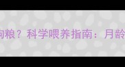 满月泰迪每天吃多少狗粮科学喂养指南月龄食量注意事项全