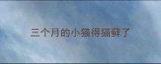 三个月的小猫得猫藓了