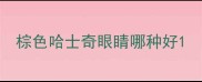 棕色哈士奇眼睛哪种好