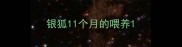 银狐11个月的喂养