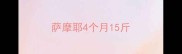 萨摩耶4个月15斤