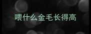 喂什么金毛长得高