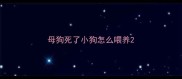 母狗死了小狗怎么喂养