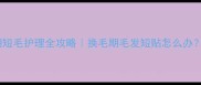 边牧幼犬幼犬期短毛护理全攻略换毛期毛发短贴怎么办科学养护指南