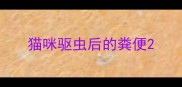 猫咪驱虫后的粪便