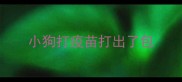小狗打疫苗打出了包