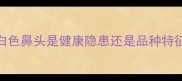 边牧犬鼻子颜色异常白色鼻头是健康隐患还是品种特征科学解答与养护指南