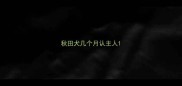 秋田犬几个月认主人