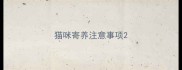猫咪寄养注意事项
