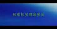 拉布拉多脖颈多长