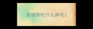 泰迪狗吃什么掉毛