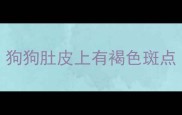 狗狗肚皮上有褐色斑点