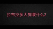 拉布拉多大狗喂什么