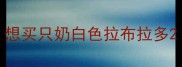 想买只奶白色拉布拉多