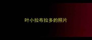 叶小拉布拉多的照片