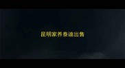 昆明家养泰迪出售