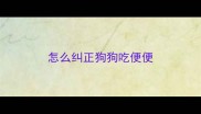 怎么纠正狗狗吃便便