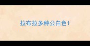 拉布拉多种公白色