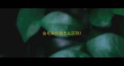 金毛染色狗怎么区别