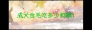 成犬金毛吃多少狗粮