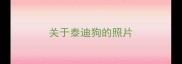 关于泰迪狗的照片