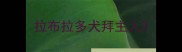 拉布拉多犬拜主人