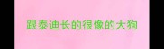 跟泰迪长的很像的大狗