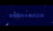 宠物貂和水貂的区别