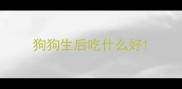 狗狗生后吃什么好