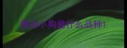 黑白小狗是什么品种