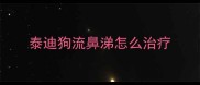 泰迪狗流鼻涕怎么治疗