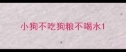 小狗不吃狗粮不喝水