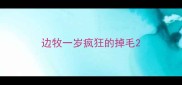 边牧一岁疯狂的掉毛