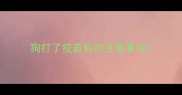 狗打了疫苗后的注意事项