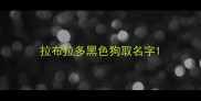 拉布拉多黑色狗取名字