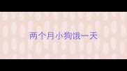 两个月小狗饿一天