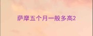 萨摩五个月一般多高