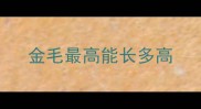金毛最高能长多高