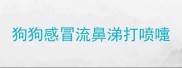 狗狗感冒流鼻涕打喷嚏