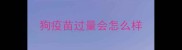 狗疫苗过量会怎么样