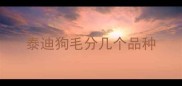 泰迪狗毛分几个品种